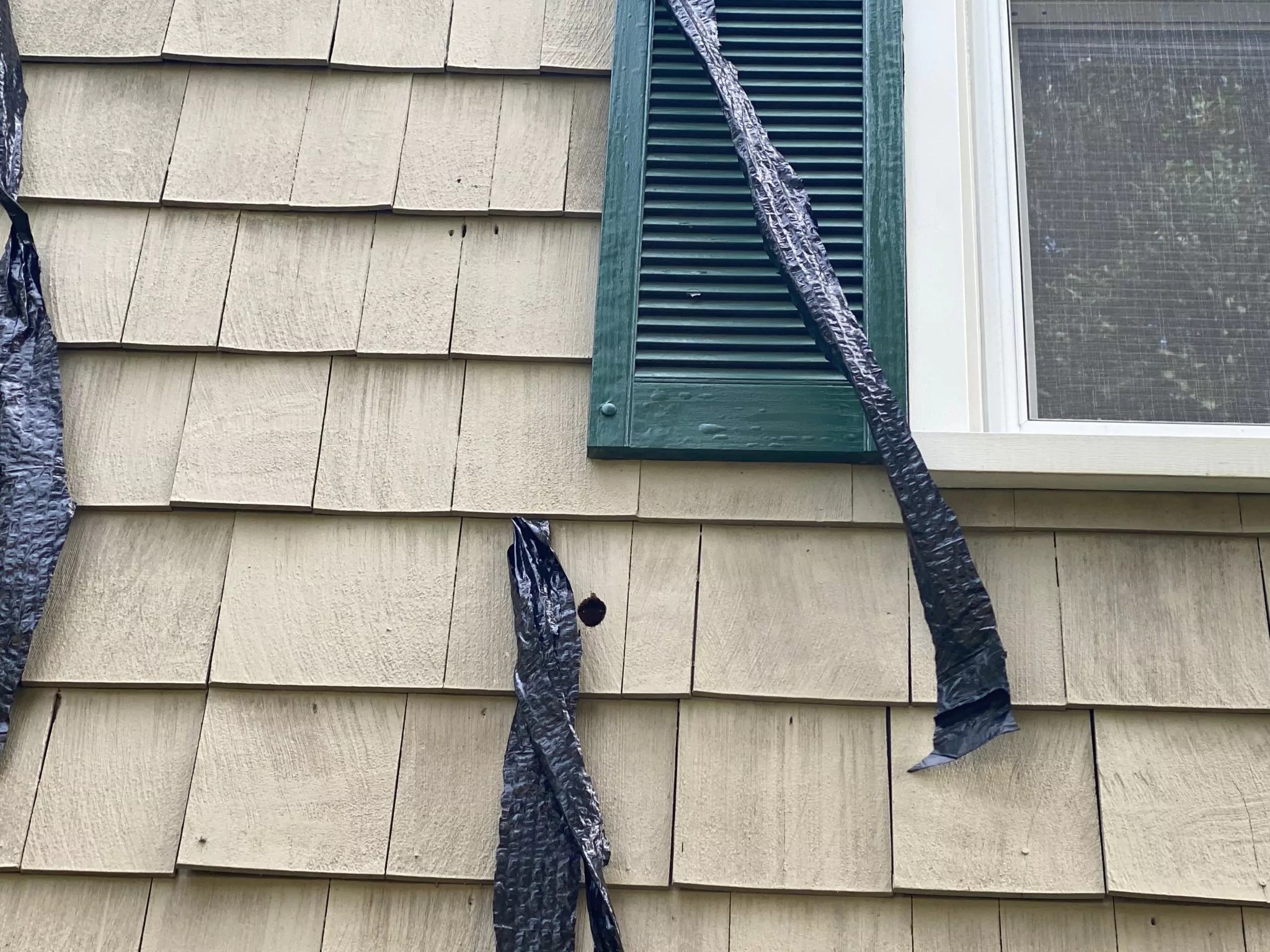 How to Keep Woodpeckers from Damaging Your Home's Siding Video » The