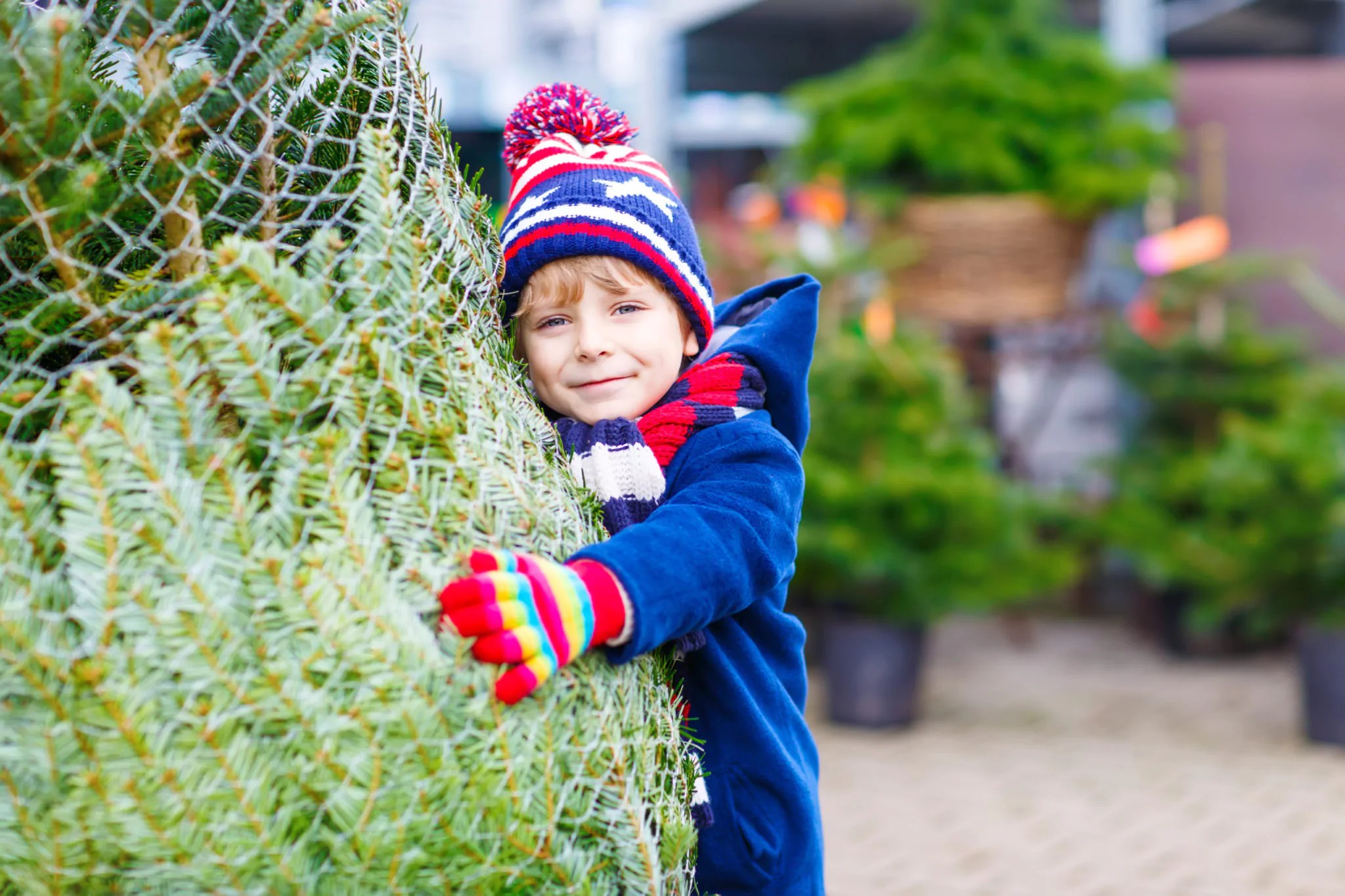 How to Get Rid of Christmas Tree Bugs Video » The Money Pit