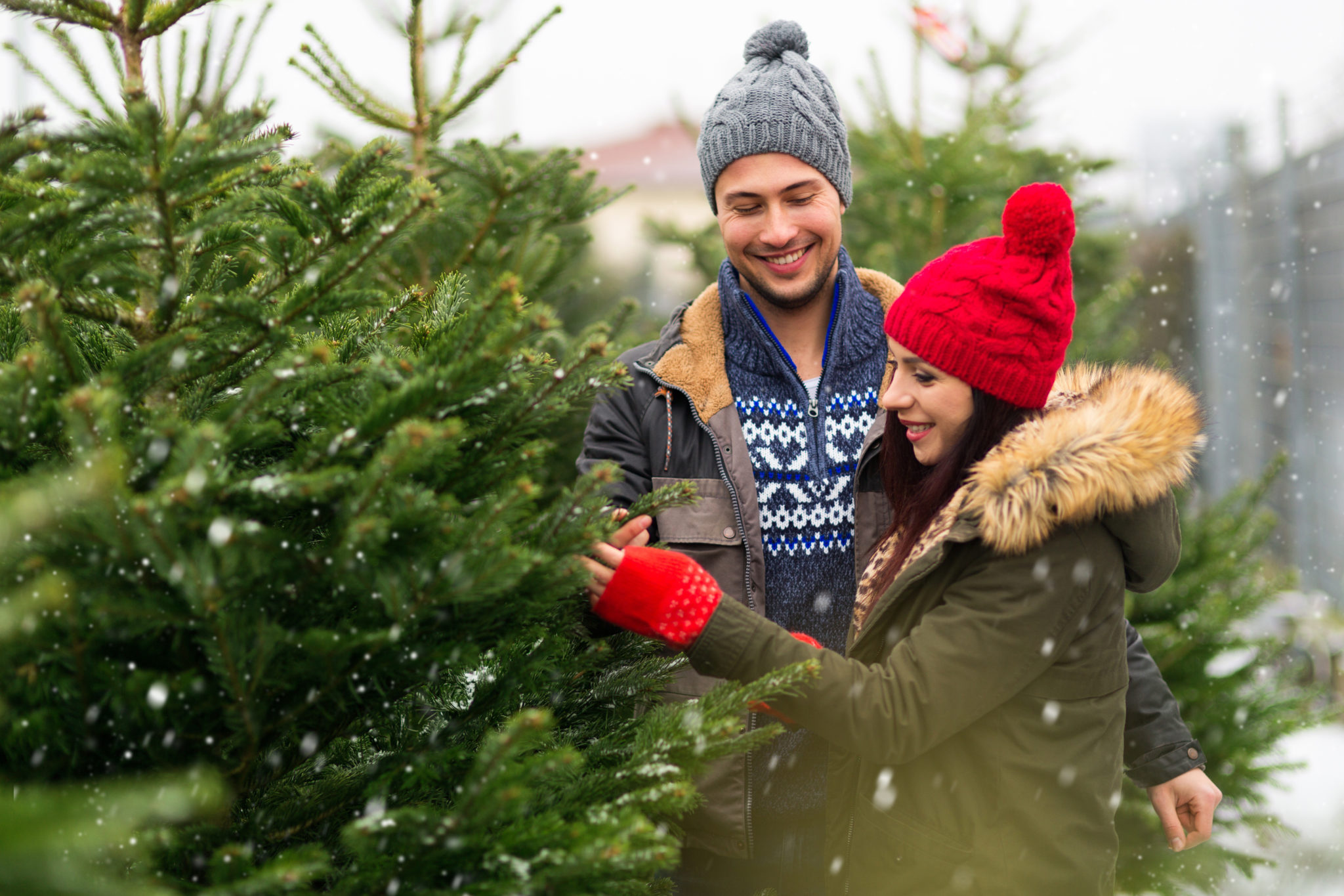 Best Tips for Buying a Fresh Christmas Tree » The Money Pit