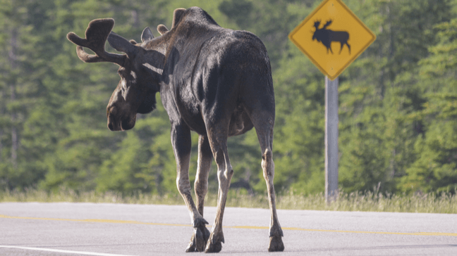 These States Don't Require Car Insurance