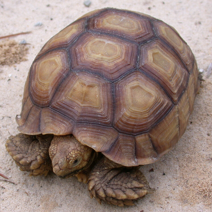 Sulcata Tortoises