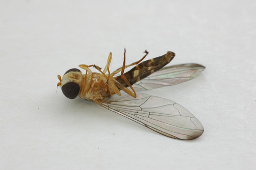 Why do bugs die on their backs, and why are there so many of them ...