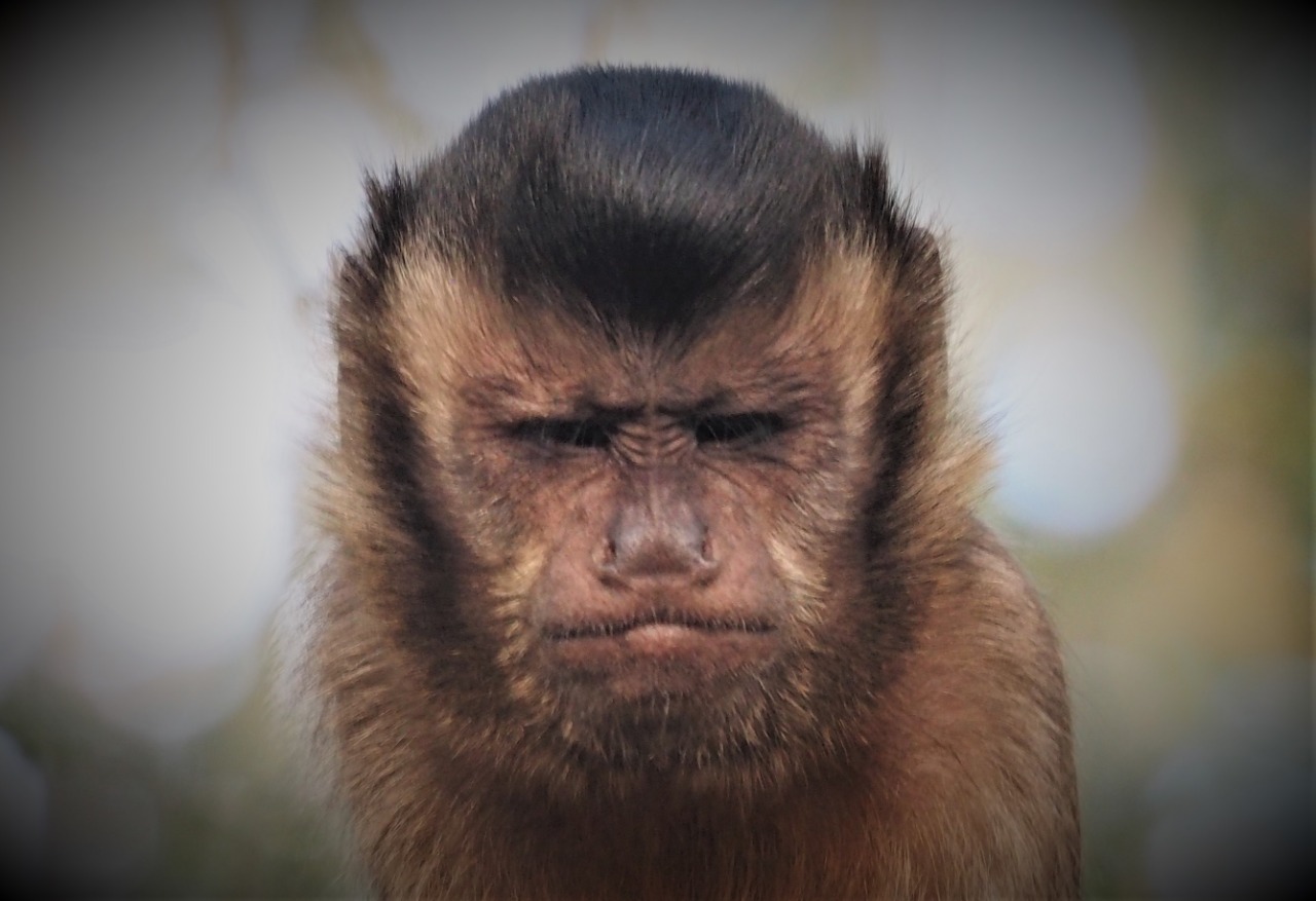 Capuchin Monkeys Monkeyland™ Monkeyland Primate Sanctuary