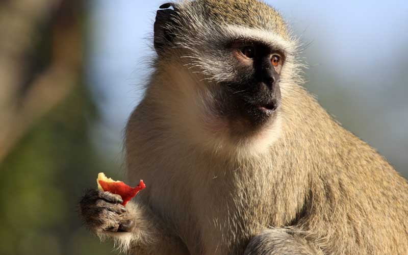 Monkey Feeding Monkey Facts and Information