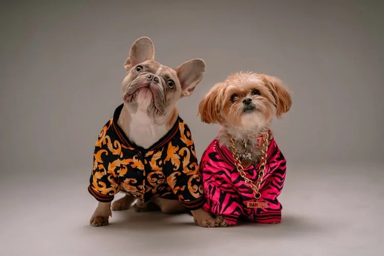 Top 7 Most Expensive Dog Collar Brands in the World