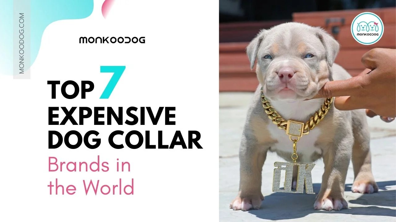 Top 7 Most Expensive Dog Collar Brands in the World