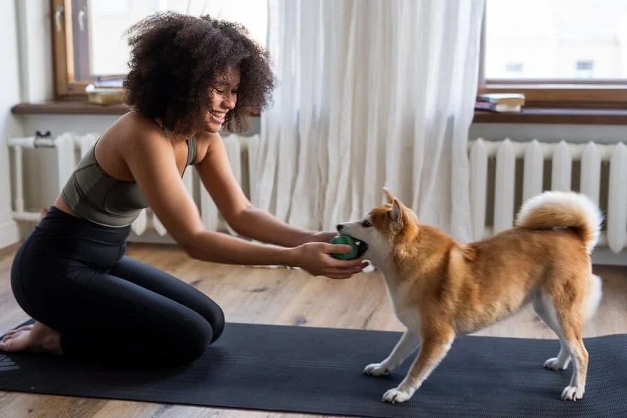 How To Train Your Dog To Stay At Home Alone Monkoodog