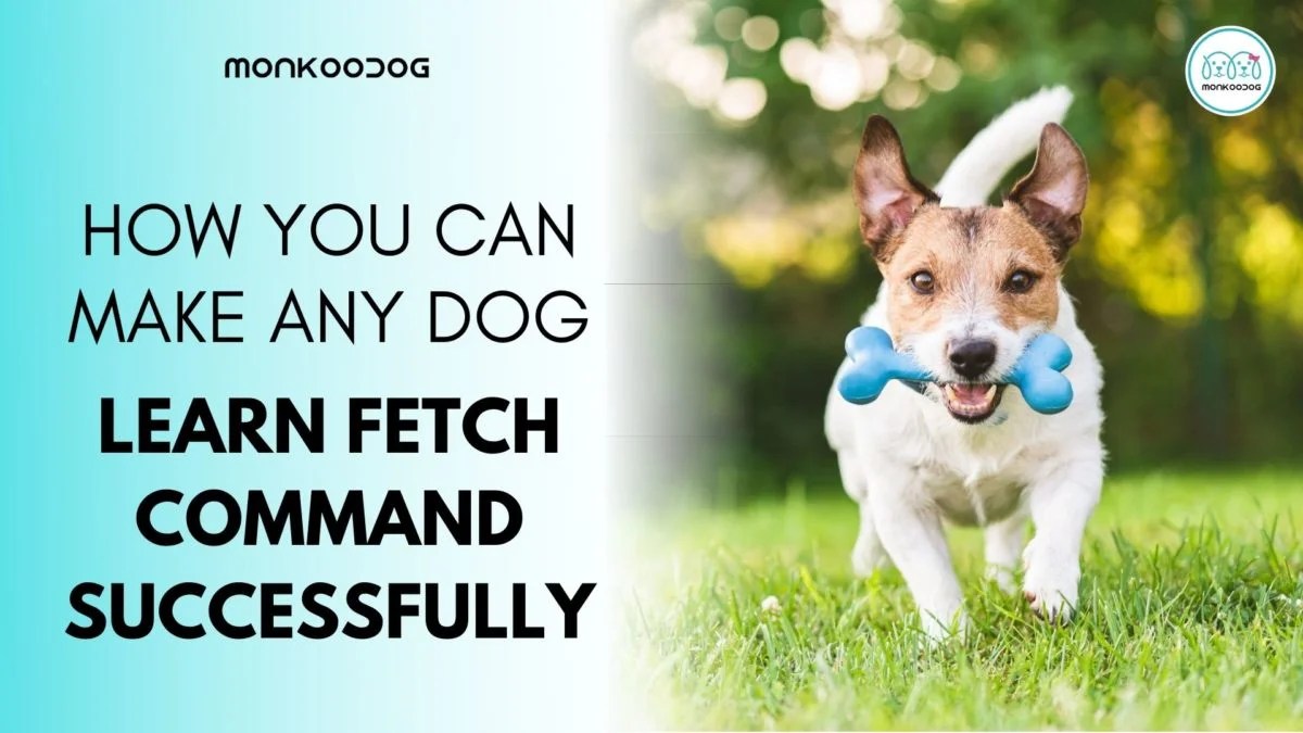How To Train Your Dog For Fetch Command Monkoodog