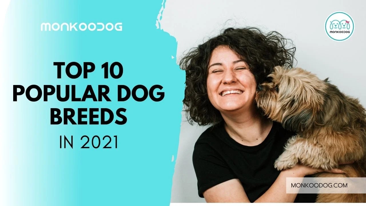 Top 10 Popular Dog Breeds In The World Monkoodog