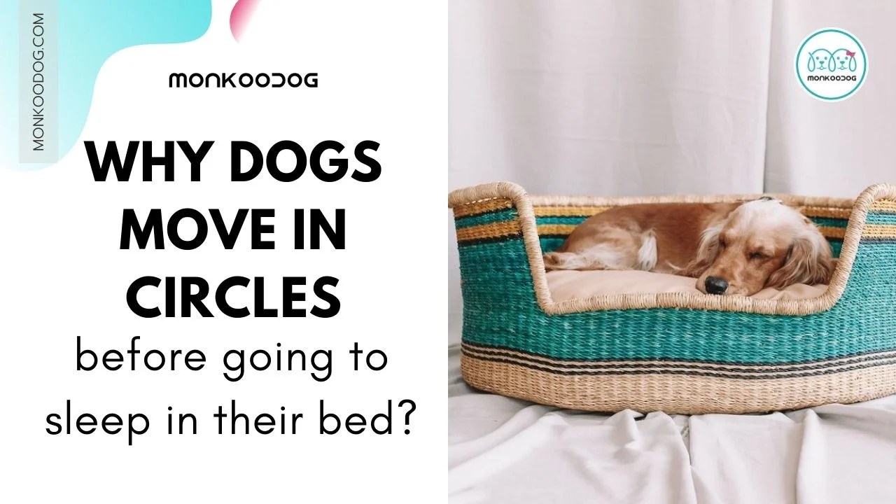 Why Does My Dog Keep Moving Around In Bed