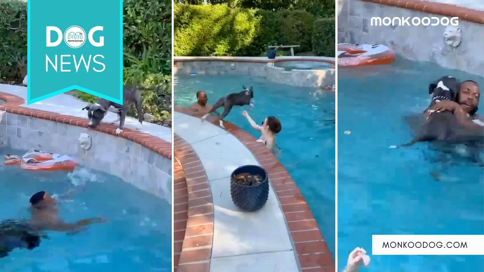 Can A Dog Drown In A Pool