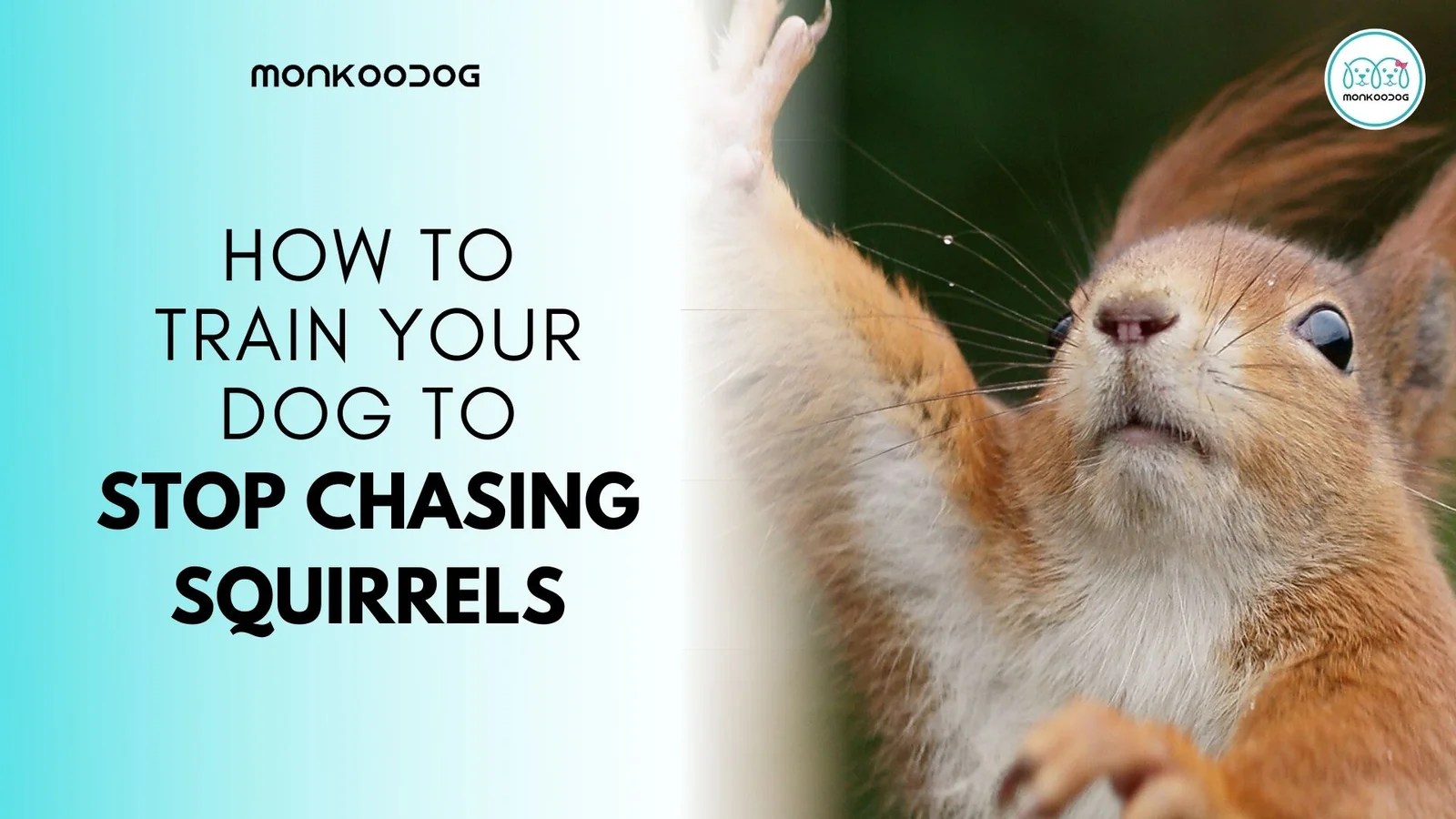 How to Train your Dog to Stop Chasing Squirrels Monkoodog