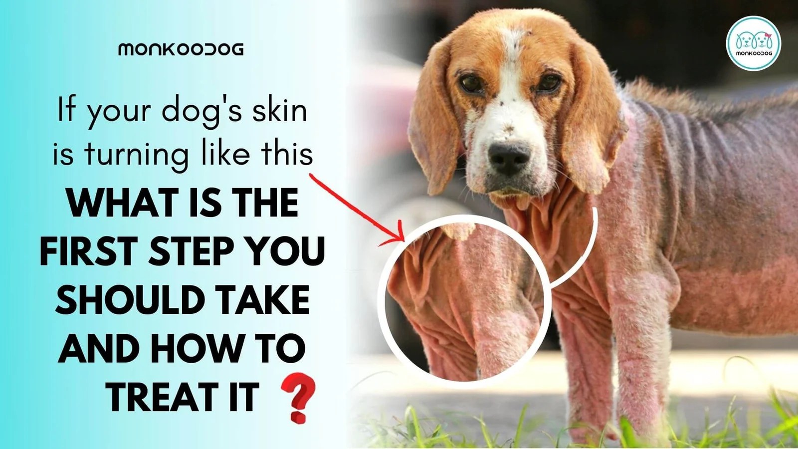 Mange in Dogs What You Need to Know Monkoodog