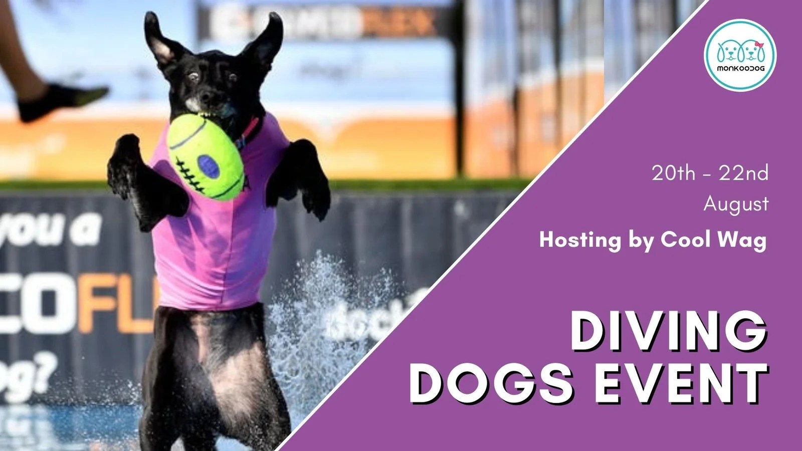 CoolWag Diving Dogs August Qualifier Monkoodog