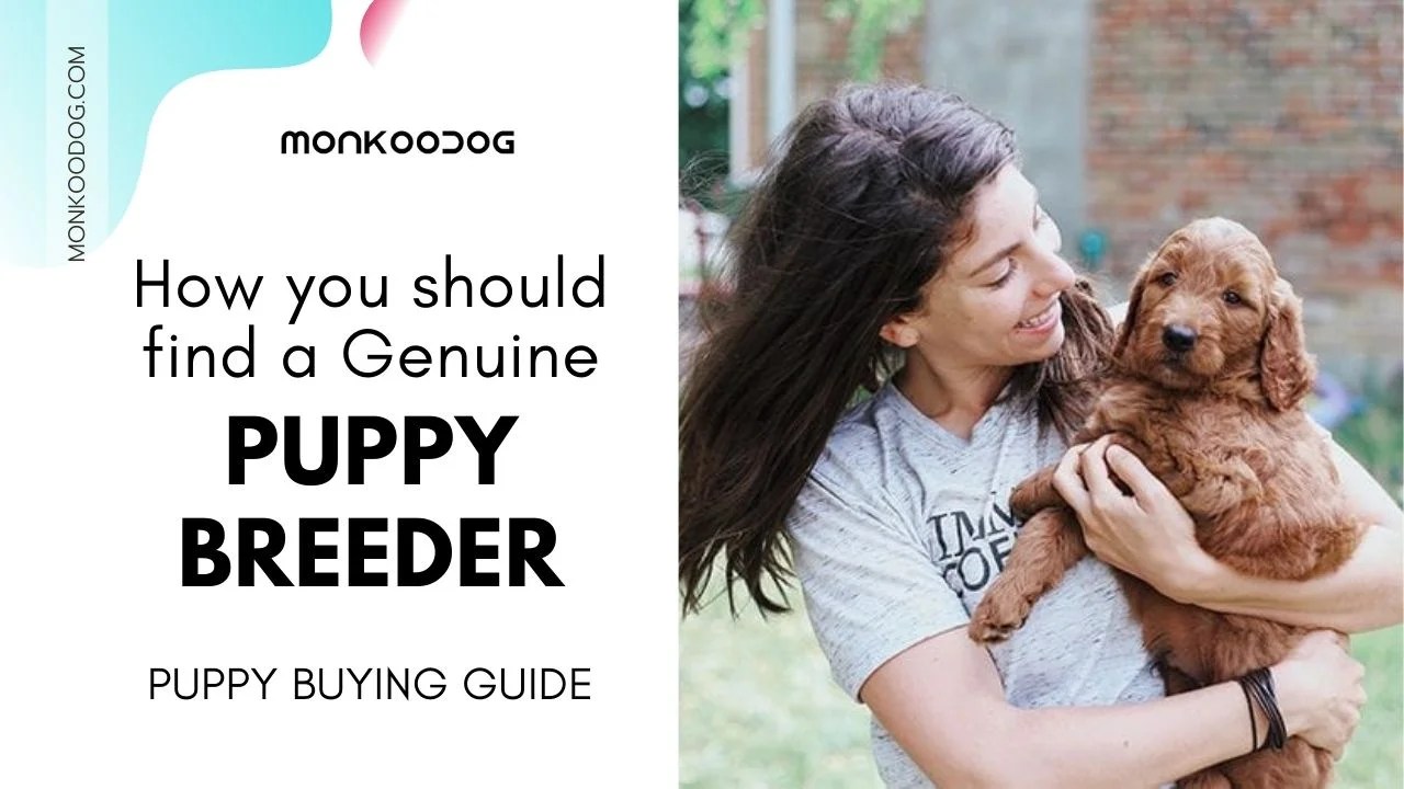 Puppy Buying Guide, Finding The Right Breeder Monkoodog