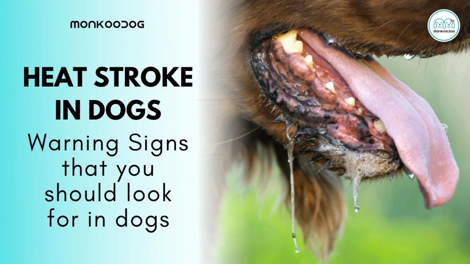 Warning Signs Your Dog Is Dying from Heat Stroke Monkoodog