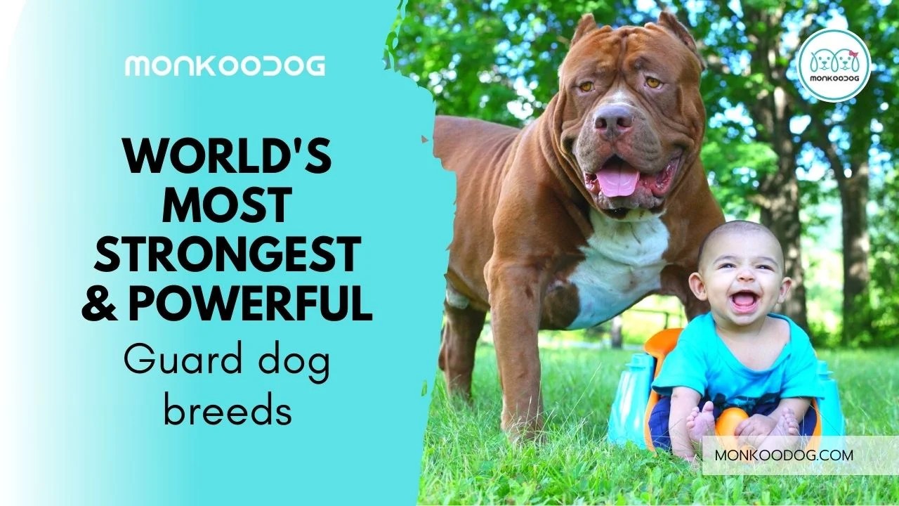 to the World of 10 Strongest & Powerful Guard Dog Breeds