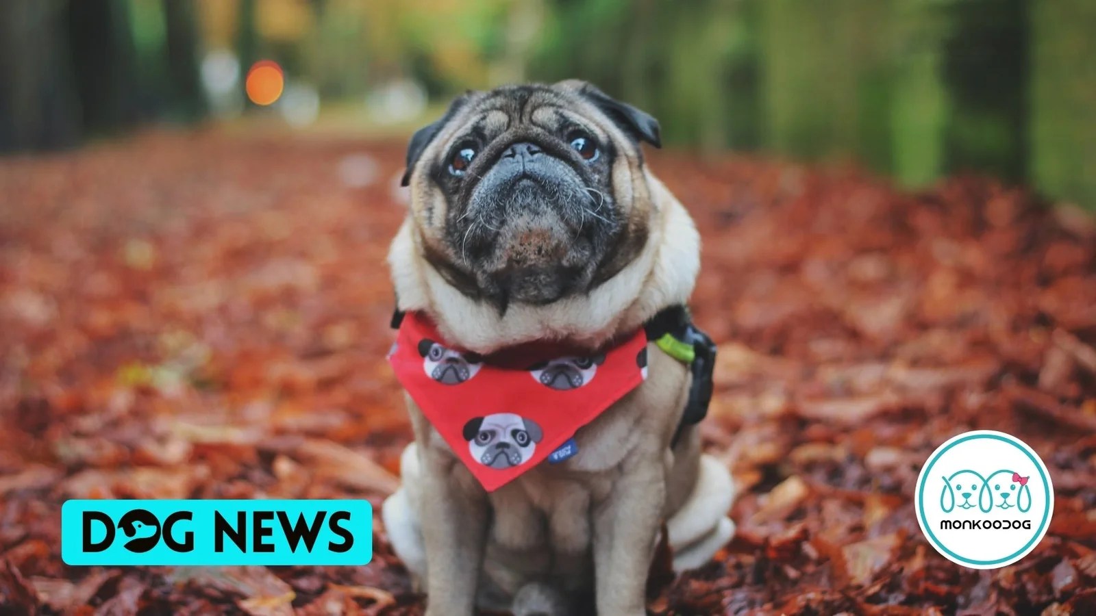 Study finds that Dogs can develop ADHD Monkoodog