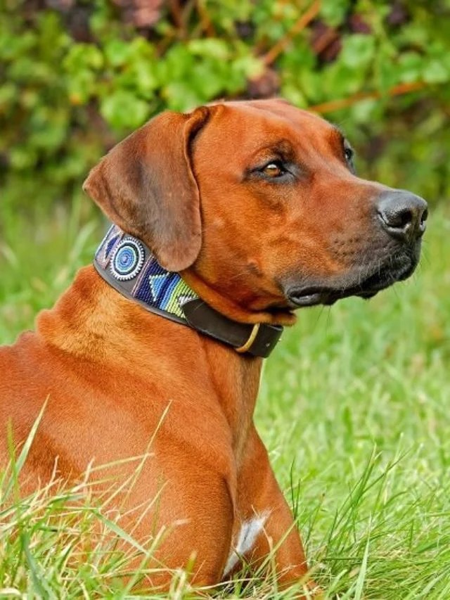10 Best Dog Breeds for Outdoor Junkies in the World of 2022 Monkoodog