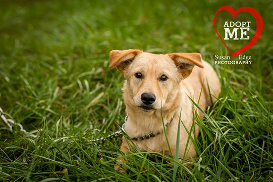 Monroe County Animal Shelter petfinder