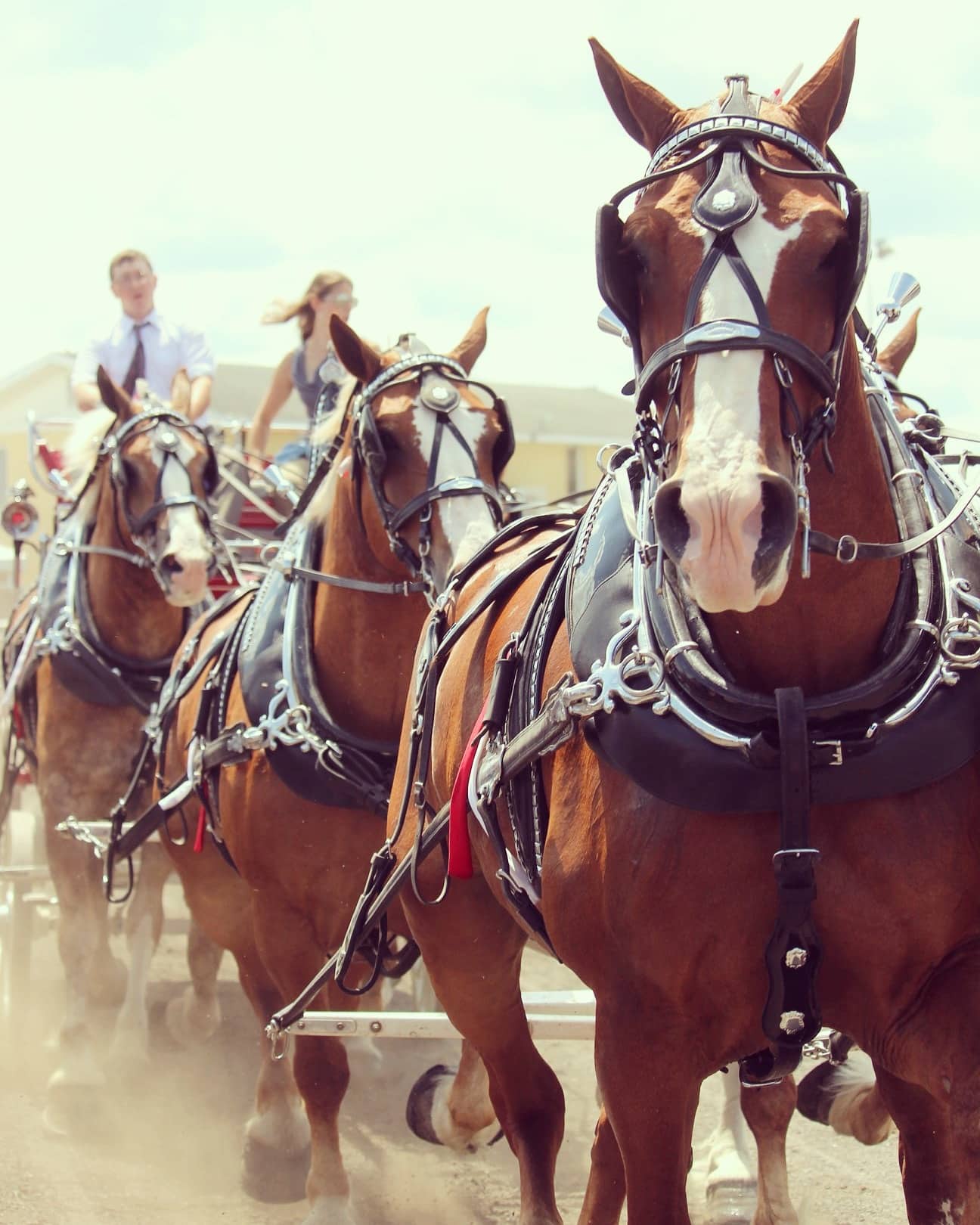 Draft Horse Halter Show Monroe County Fair