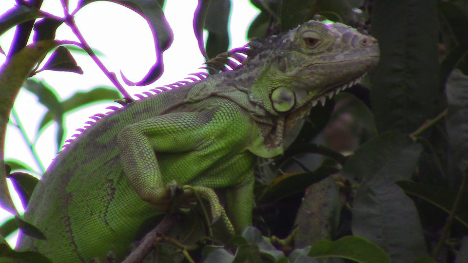 IGUANA CATTURATA A MONTE DI PROCIDA. Foto e Video Monte