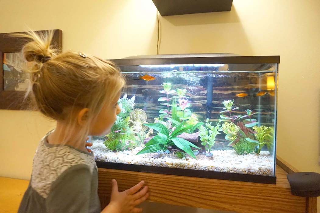 Animals in the Classrooms Montessori Tides School