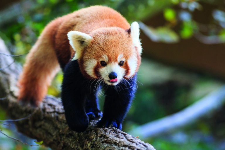Combien Reste T Il De Panda Roux Dans Le Monde AUTOMASITES