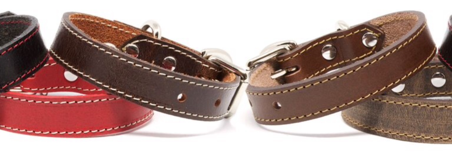 Product Review Genuine Collars Montreal Dog Blog