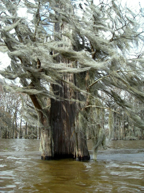 Bald cypress trees in Henderson Swamp in Henderson, Louisiana, United