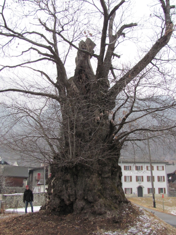 Châtaignier européen à Campagna, Chironico, Tessin, Suisse