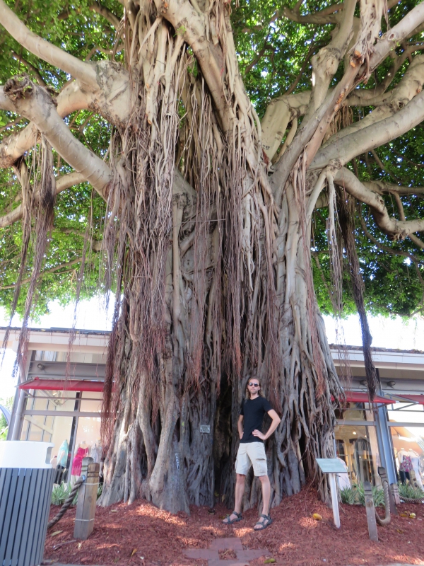 Figuier des banians près du Bayside Marketplace, Miami, Floride, ÉtatsUnis
