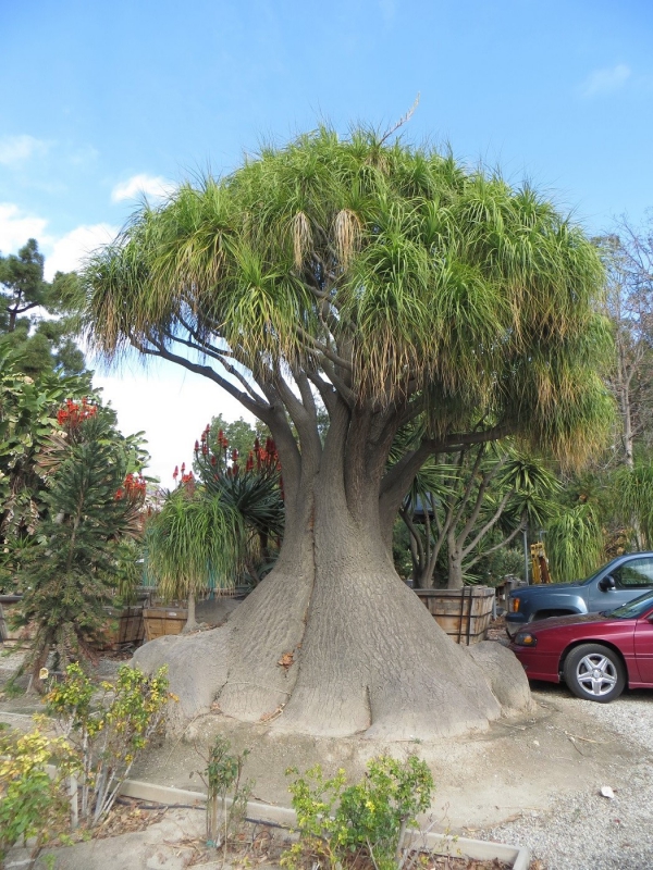 Elephant's foot at Berylwood Tree Farm in Somis, California, United States