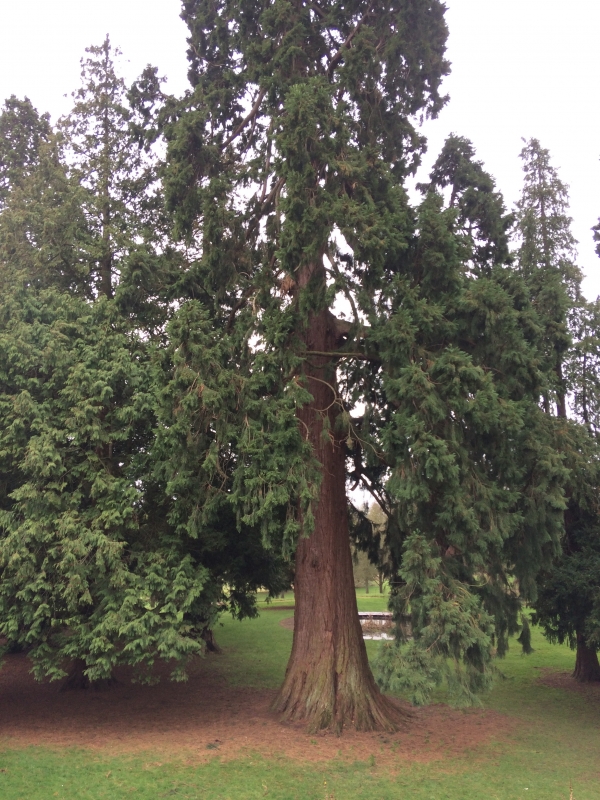 Giant Sequoias in the Ashton Court Estate in Long Ashton, England
