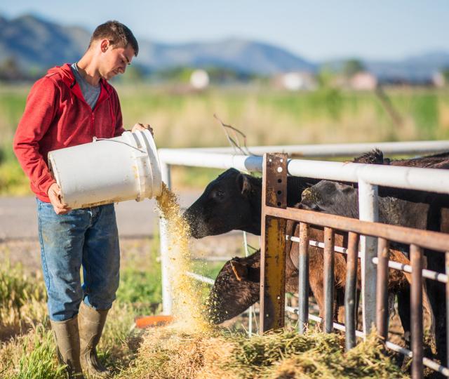 Animal Feed Production Feed Safety (FutureLearn) MOOC List