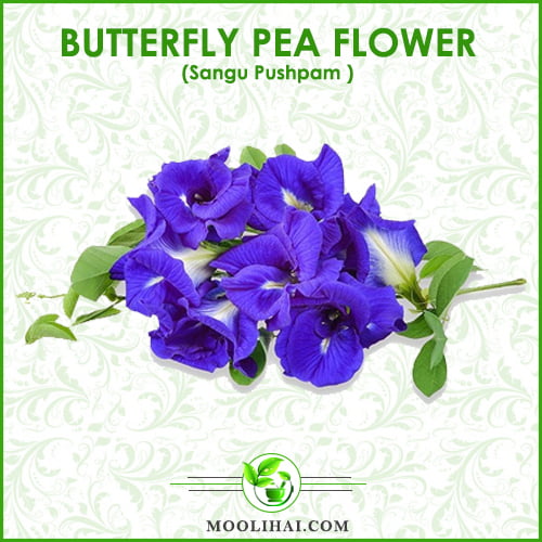 Blue Tea Incredible Health Benefits Of Butterfly Pea Flower Moolihai