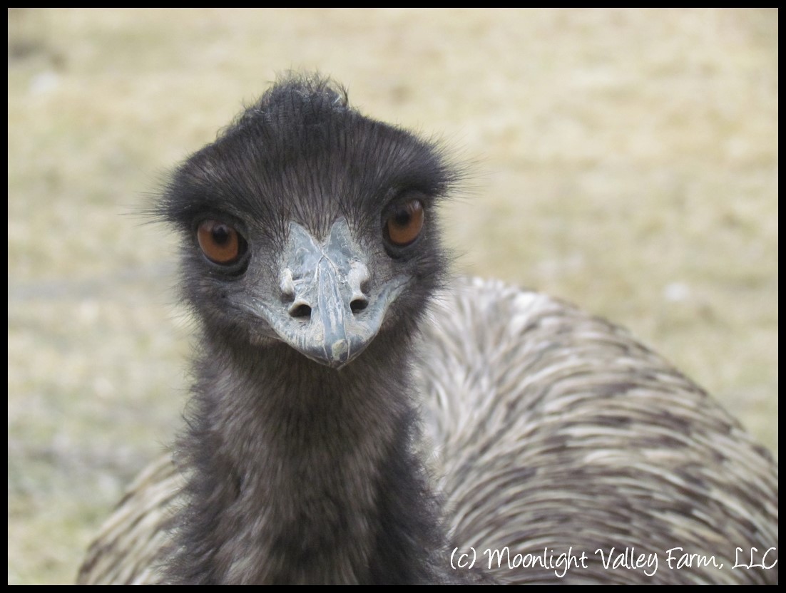 Emu Hatching Egg 27.00 Store