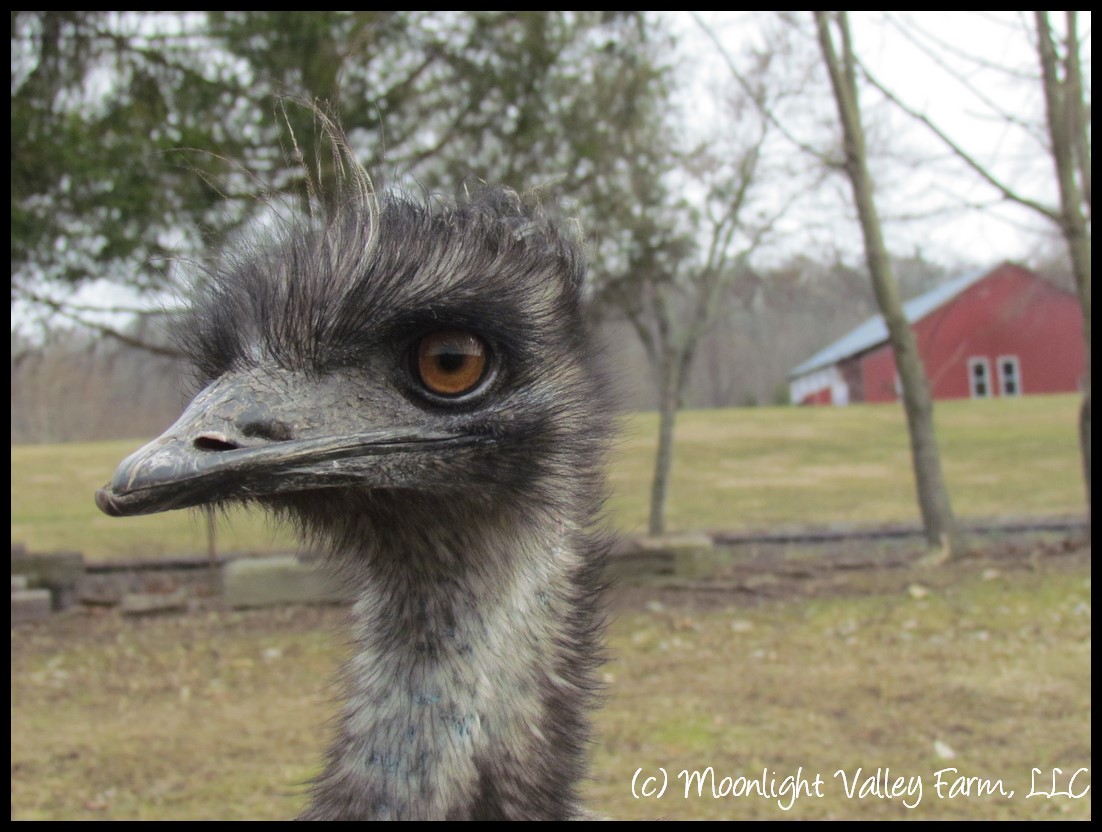 Emu Hatching Egg 27.00 Store