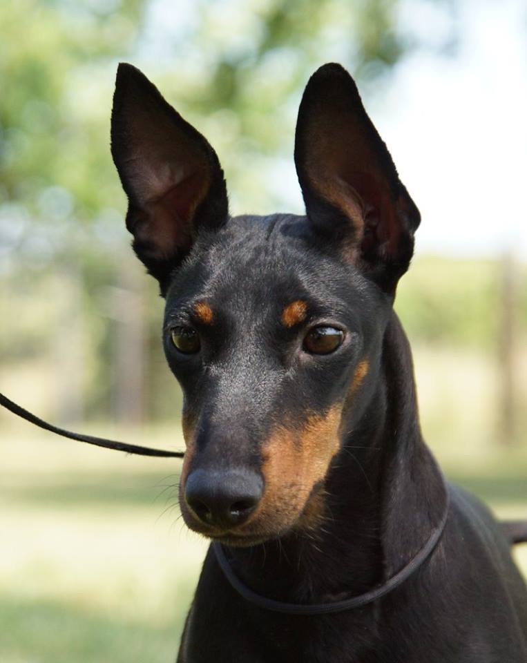 Standard Manchester Terriers Moonshadows Kennel