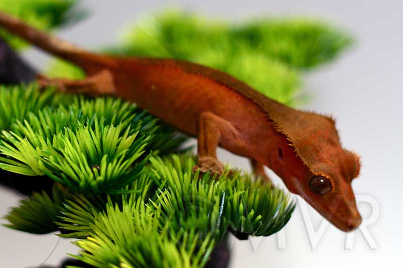 Crested Gecko Morph Guide: Colors, Morphs And Traits | Moonvalleyreptiles.com