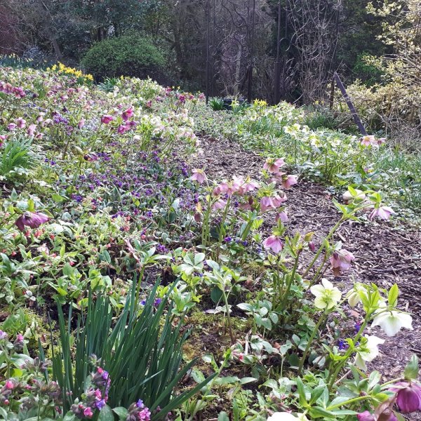 Gallery Moors Meadow Open Gardens and Nursery Bromyard Herefordshire