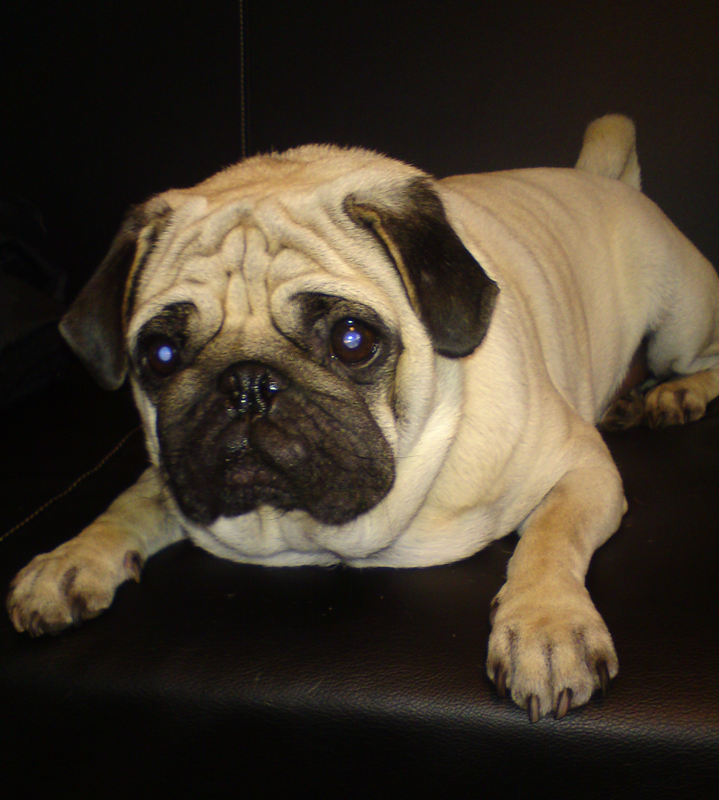 Mops Galerie Fotos, Bilder, Schnappschüsse rund um den Mops