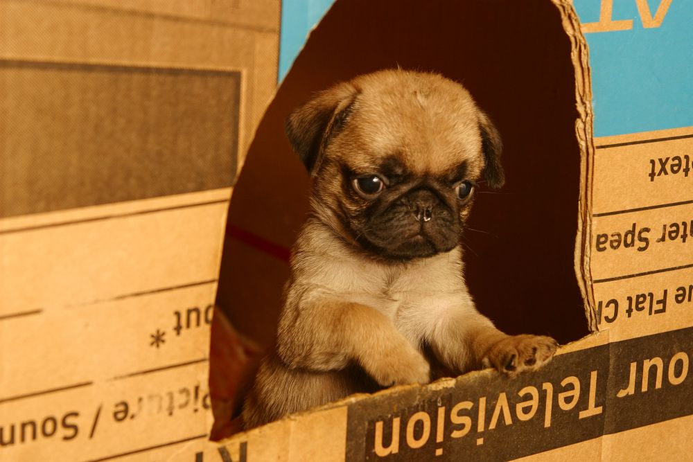 Mops Kaufen Mops Preise Entschluss einen Mops zu kaufen