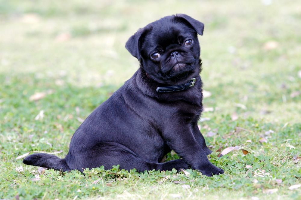 Mops Hund Welpe SUINDACHO