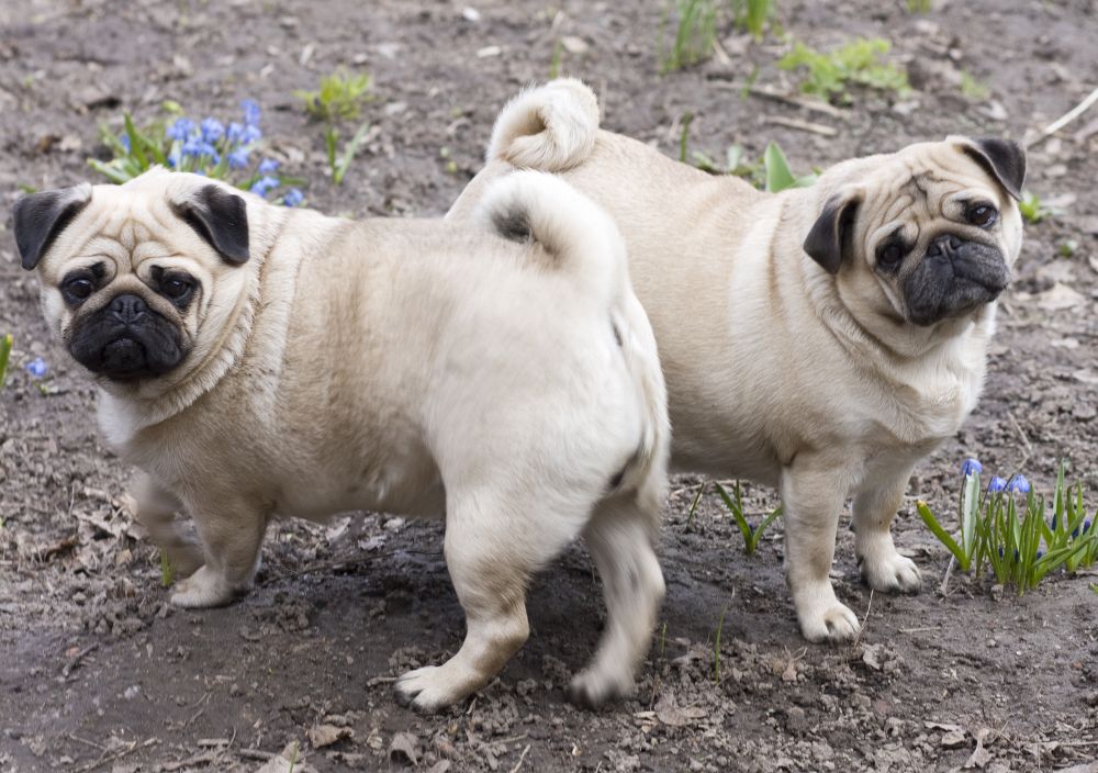 Mops Infos, Wesen, Tipps