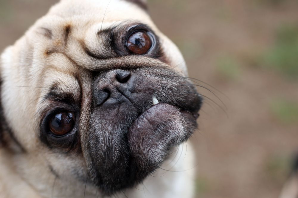 Tolle Mops Fotos und Bilder Best Of