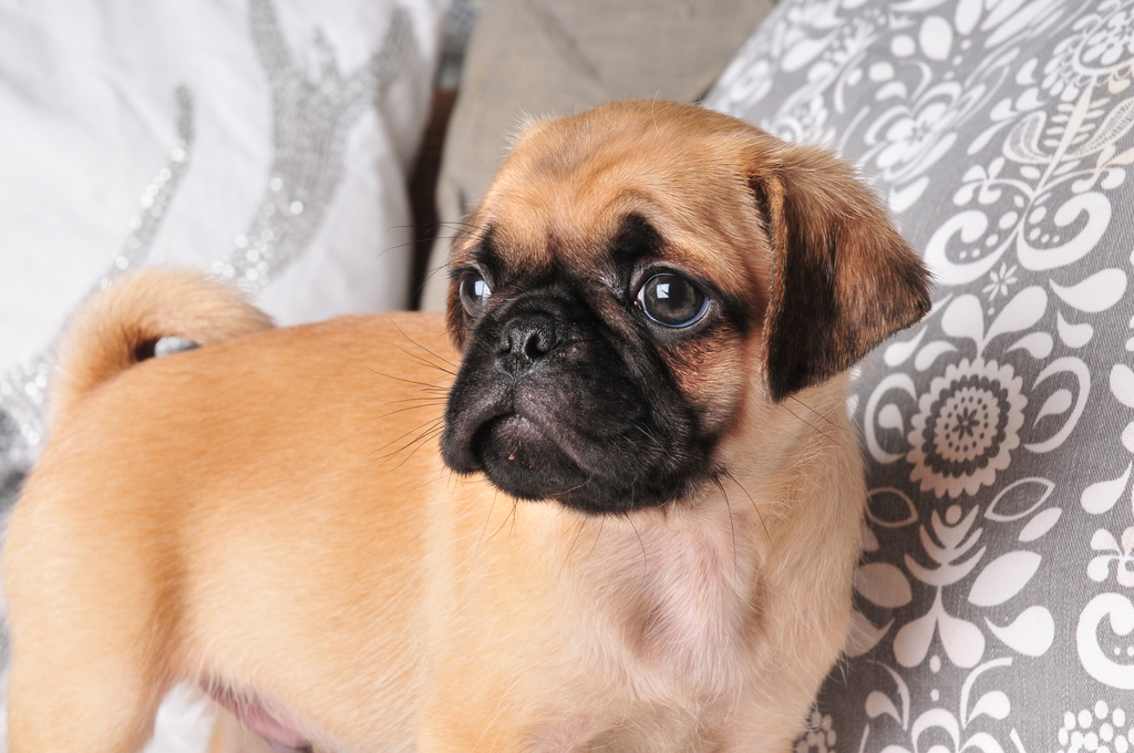 Mops im Glück Mopsfarben