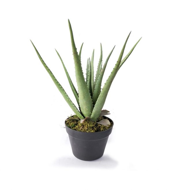 Aloe Vera Plant Where To Buy Near Me Plantă Blog