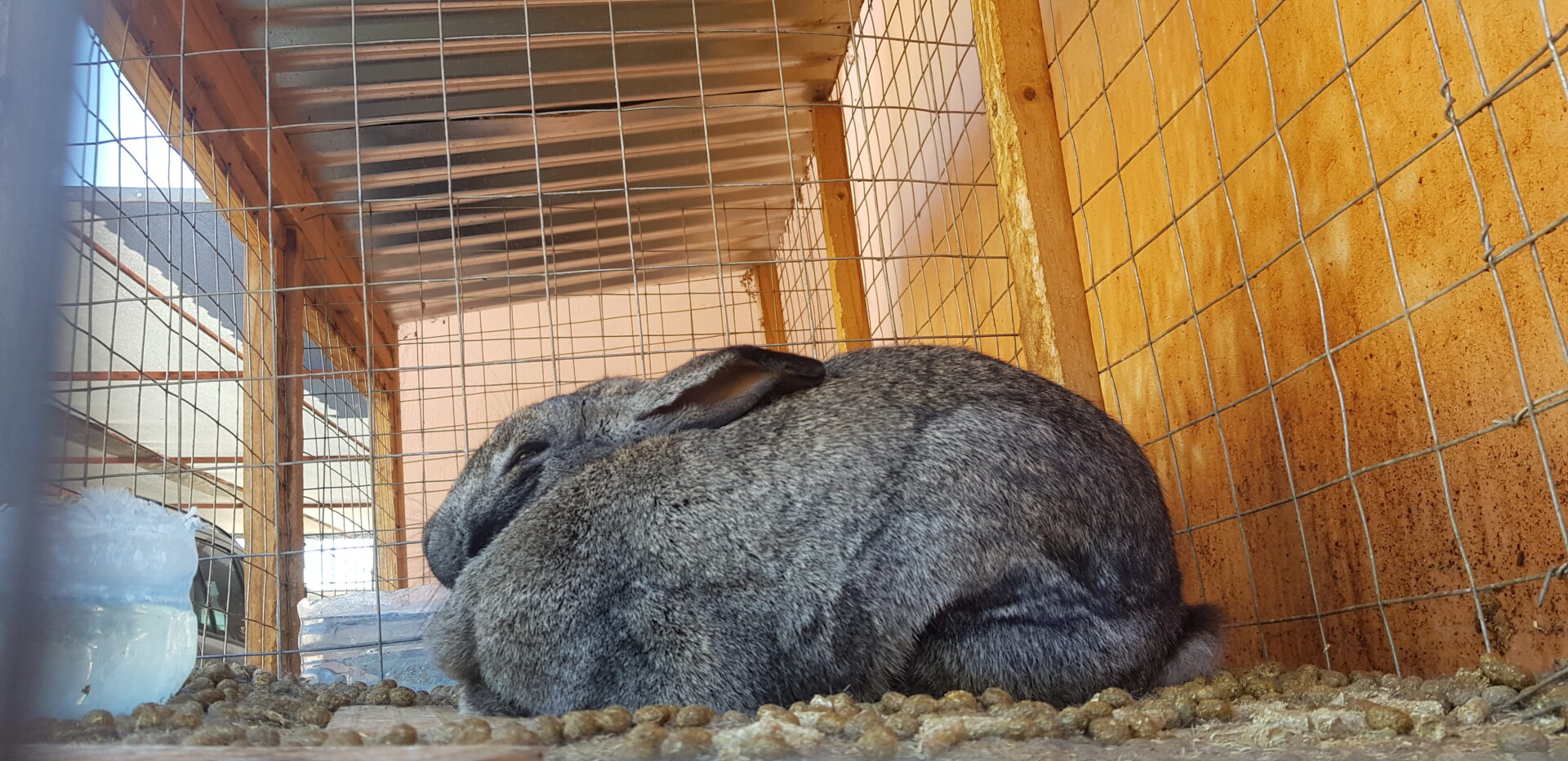 Mixed breed rabbits for sale Moreki