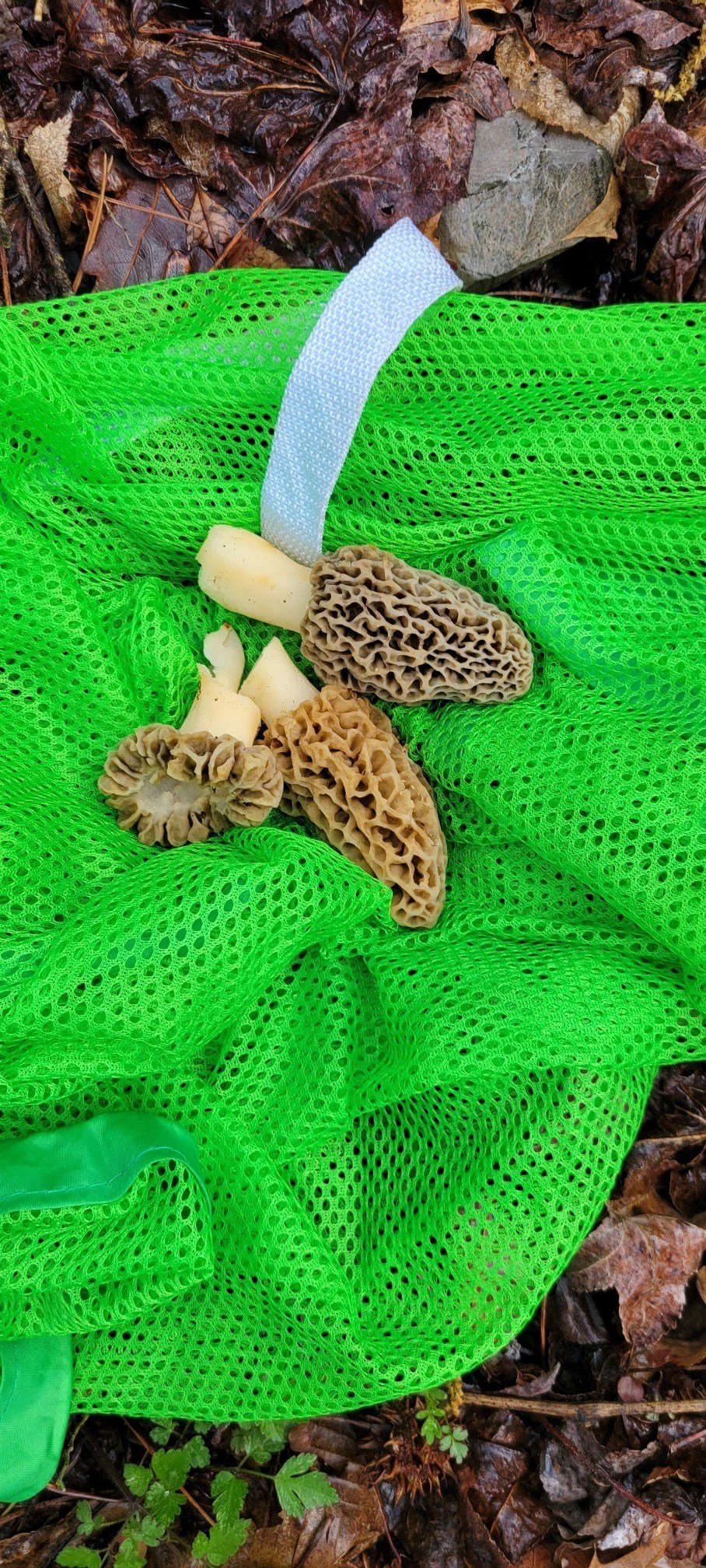 2022 Arkansas season Page 2 Morel Mushrooms and Mushroom Hunting